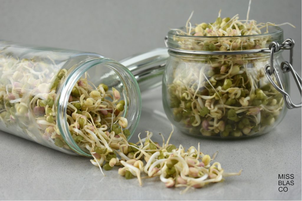 germinated soybeans in a glass jar